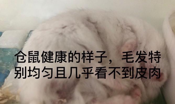 仓鼠掉毛的原因及预防措施（揭秘仓鼠掉毛的真相）