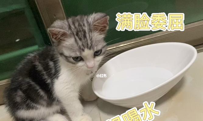 冬天猫不爱喝水，该如何解决（帮助你的猫咪在寒冷的冬天保持足够的水分摄入量）