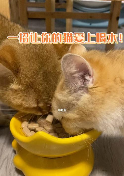 冬天猫不爱喝水，该如何解决（帮助你的猫咪在寒冷的冬天保持足够的水分摄入量）